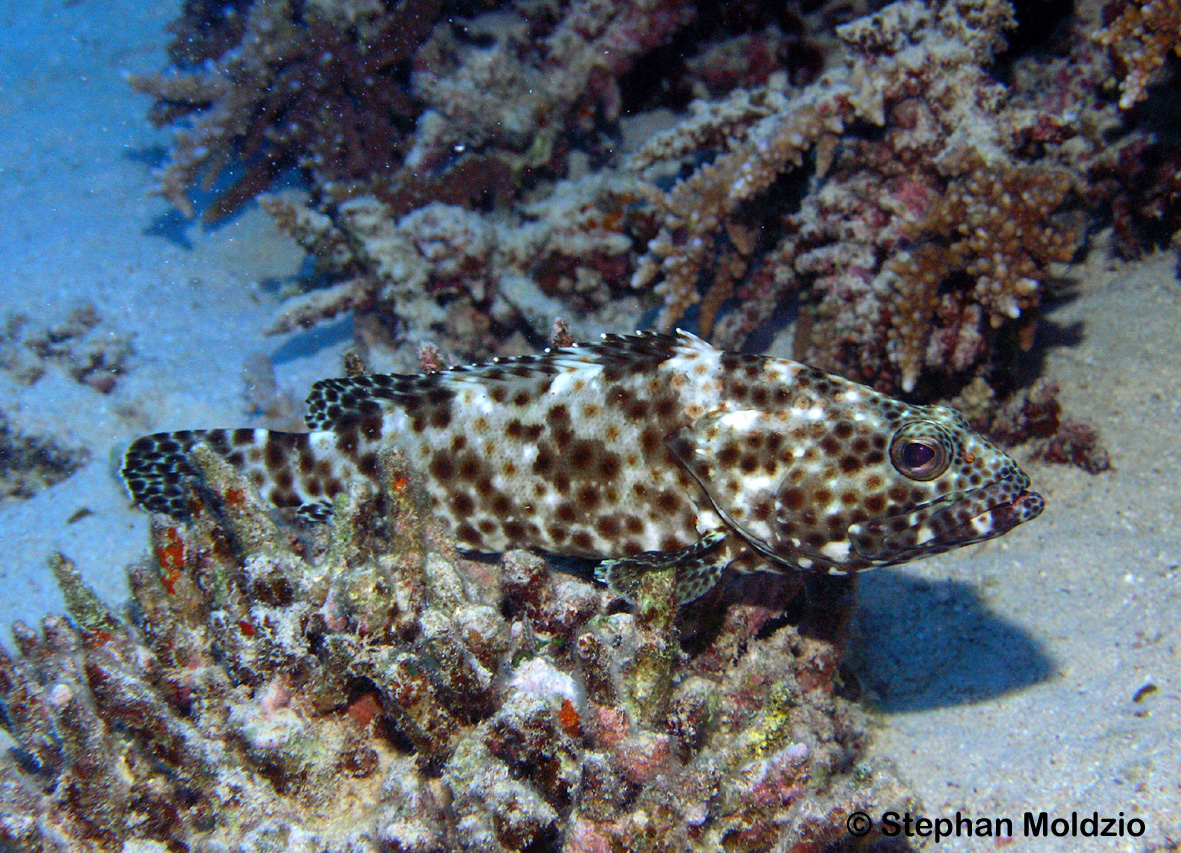 PER1 Epinephelus tauvina , juv. P1015313.jpg